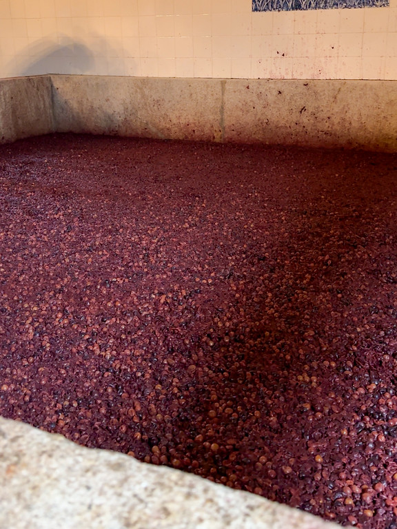 A lagar full of partially-crushed red grapes
